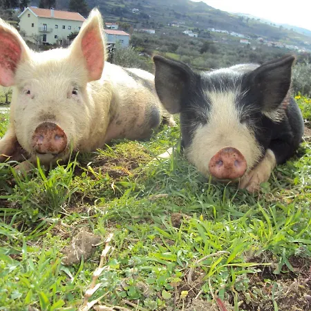 Quinta Dos Gata Homestay *