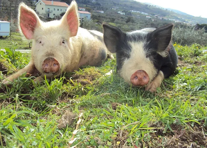 Quinta Dos Gata 民宿 *